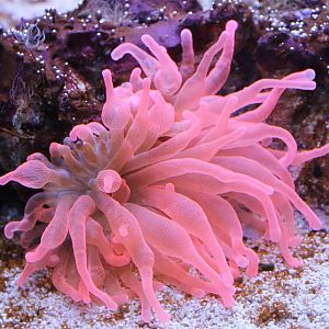 Bubble tip anemone