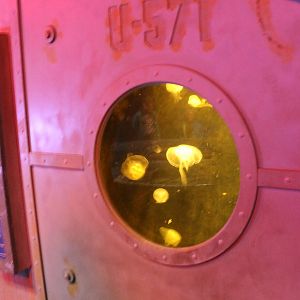Jellyfish aquarium