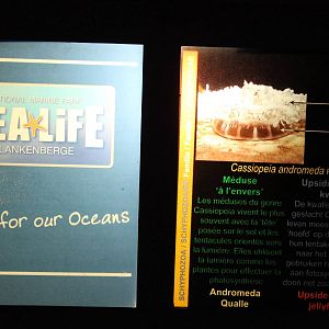 Sign Upside-down jellyfish