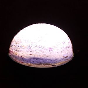 Aquarium Upside-down jellyfish