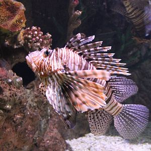 Lionfish