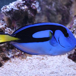 Regal tang