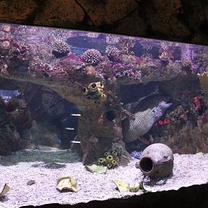 Aquarium Lionfish - Morey eel