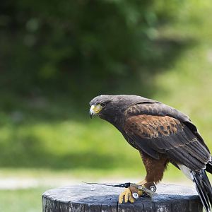 Harris Hawk
