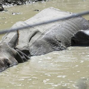 Indian Rhino