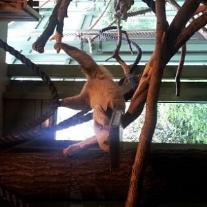 Two-Toed Sloth