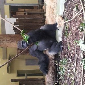 Gorilla