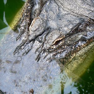 American Alligator - 30 May 2016