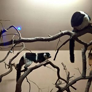 White-belted black-and-white ruffed lemur