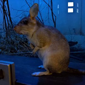 Malagasy jumping rat