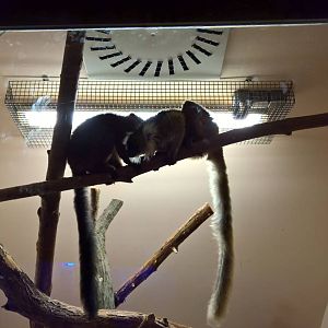 Black Lemur