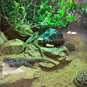 Reptile Terrarium