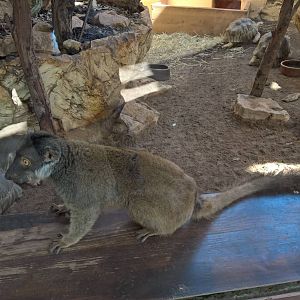 Red-collared brown lemur