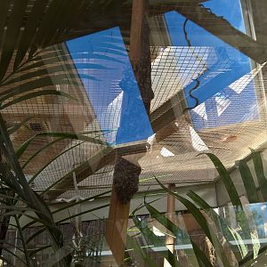 Madagascar velvet gecko