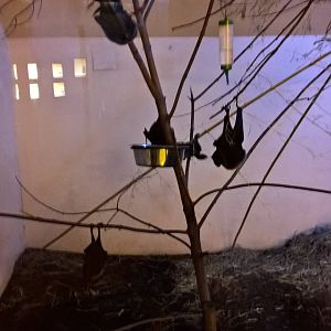 Rodriguez flying fox