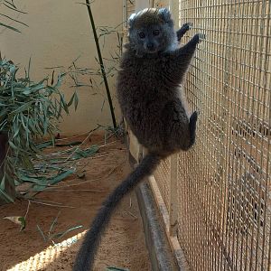 Lac Alaotra bamboo lemur