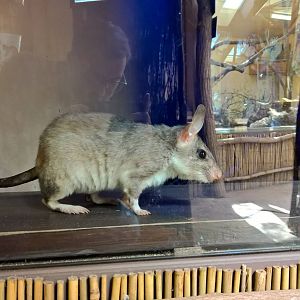 Malagasy jumping rat