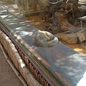 Northern Narrow-striped boky