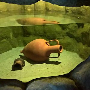 Tank for Blind Cave Tetra