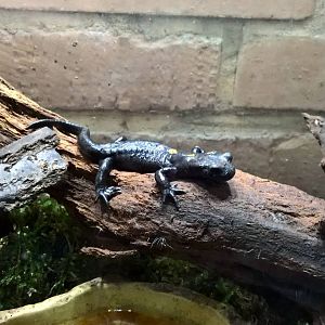 North African fire salamander