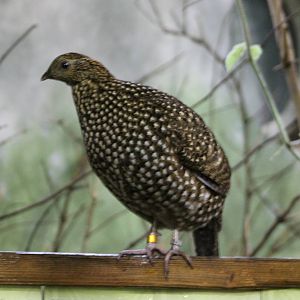Temminck's tragopan hen