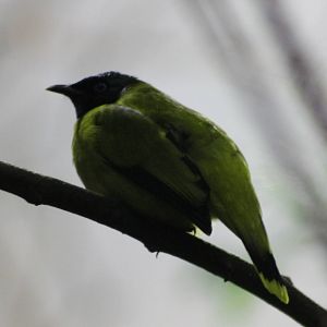 Black-headed bulbul