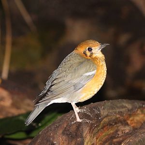 Orange-headed thrush