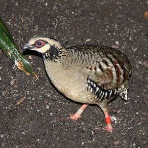 Brown-breasted hill-partridge