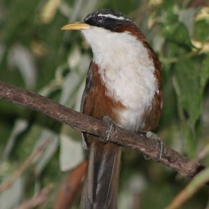 Chestnut-backed scimitar babbler