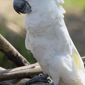 White cockatoo