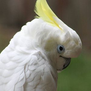 Sulphur-crested cockatoo