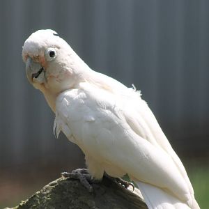 Goffin's cockatoo
