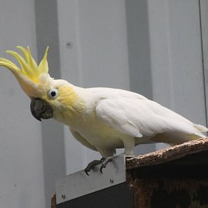 Yellow-crested cockatoo