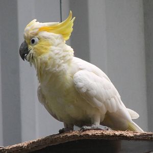 Yellow-crested cockatoo