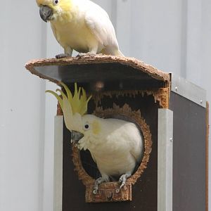 Pair of Yellow-crested cockatoos at the nest