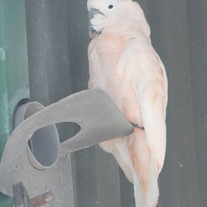 Salmon-crested cockatoo
