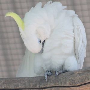 Sulphur-crested cockatoo