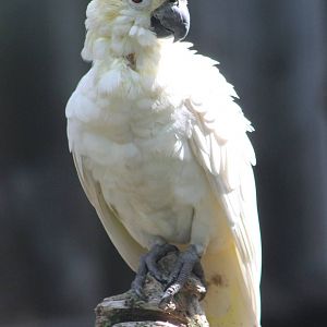 Yellow-crested cockatoo