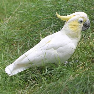Yellow-crested cockatoo