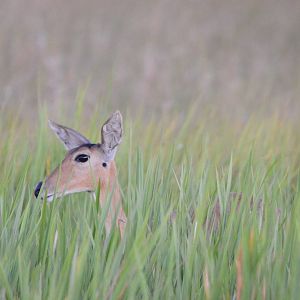 Southern Reedbuck, Moremi Game Reserve, Botswana, 28/04/16