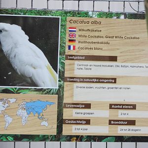 Sign White cockatoo