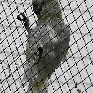 Yellow-crested cockatoo