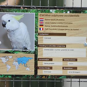 Sign Lesser sulphur-crested cockatoo