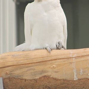Little corella
