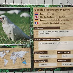 Sign Little corella