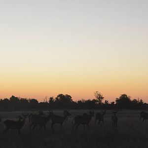 Red Lechwe at Dusk, Moremi Game Reserve, Botswana, 28/04/16