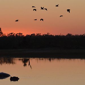 Okavango Dawn with Skimmers and Hippos, Moremi Game Reserve, Botswana, 29/0