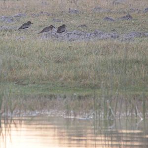 Water Thick-knees, Moremi Game Reserve, Botswana, 29/04/16