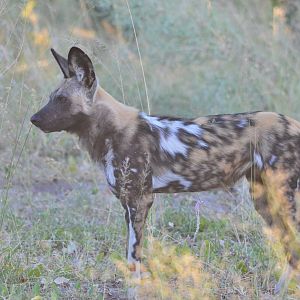 African Wild Dog, Moremi Game Reserve, Botswana, 29/04/16