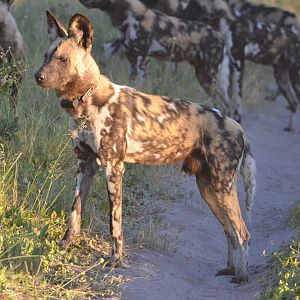 African Wild Dog, Moremi Game Reserve, Botswana, 29/04/16